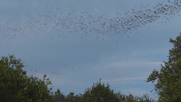 Video: Bats